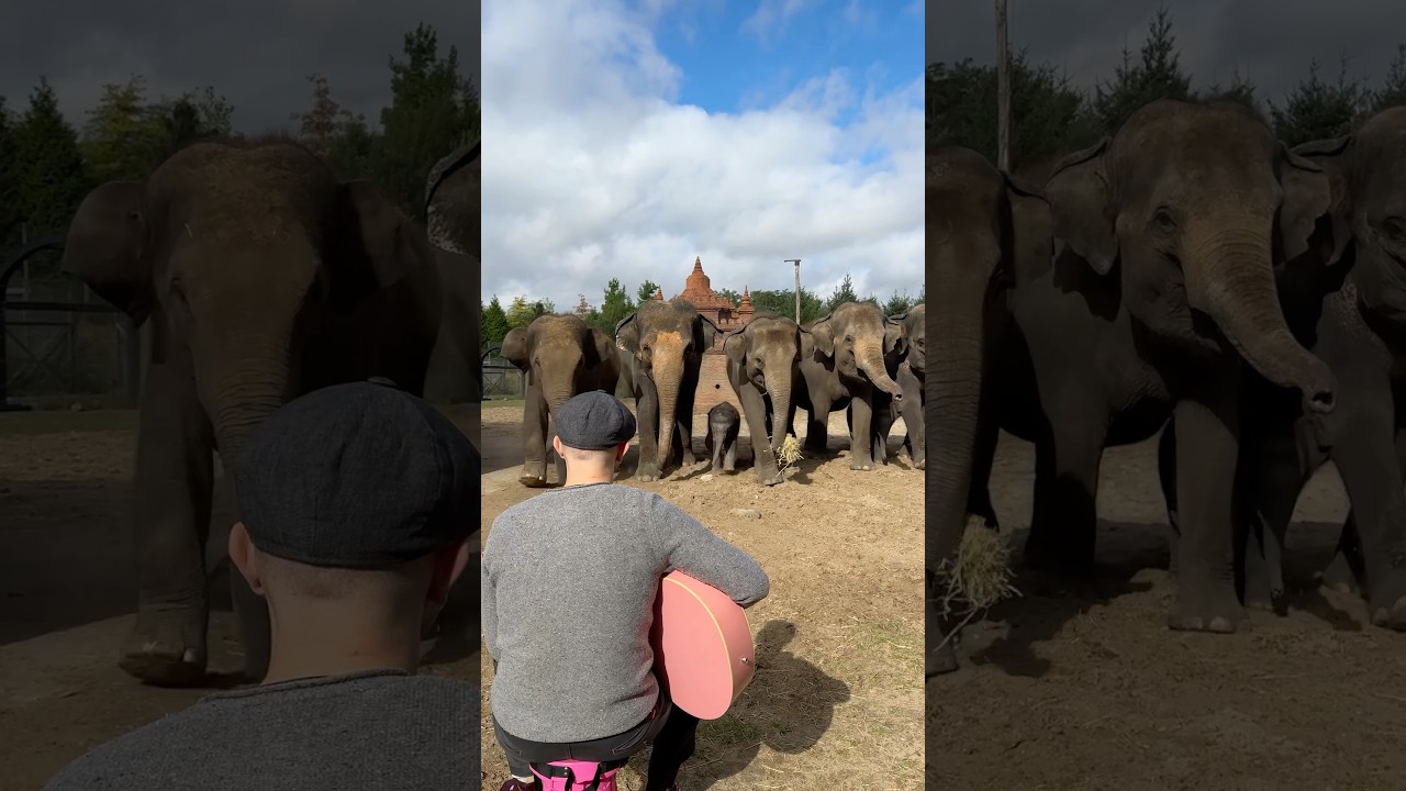 When They Begin Singing 😭❤️‍🩹