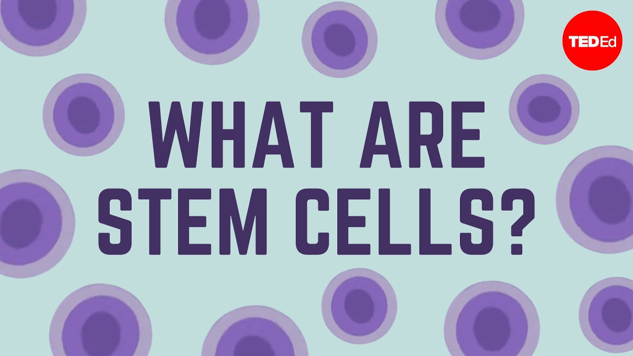 Unlocking the Power of Stem Cells: The Future of Personalized Medicine 🧬