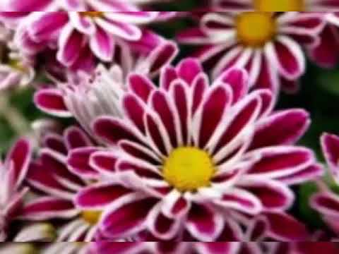 Khaleena Neshofak by Amr Diab 🎶