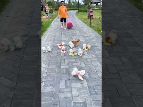 teacup dog breeds / teacup puppies 🐕 #shorts #dog #toys #cute #puppy