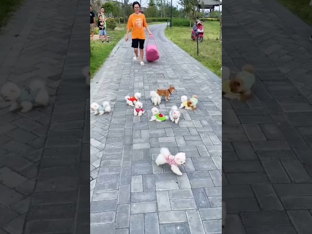 Adorable Teacup Dog Breeds You Must See! 🐶