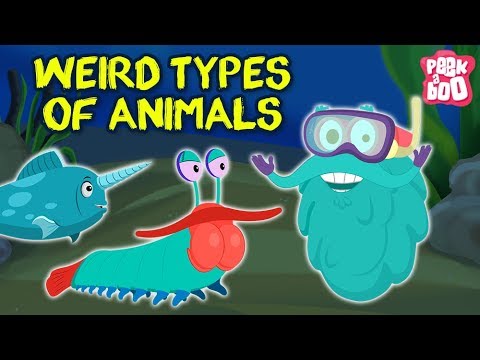 Weird Animals Around the World 🐾