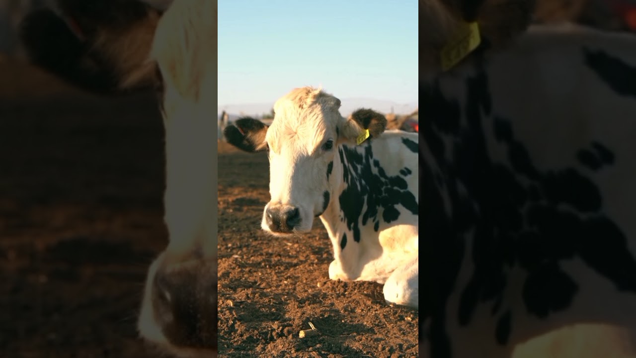 Animais da Fazenda: Sons Realistas de Cavalo, Ovelha, Galinha, Vaca e Porco 🐴