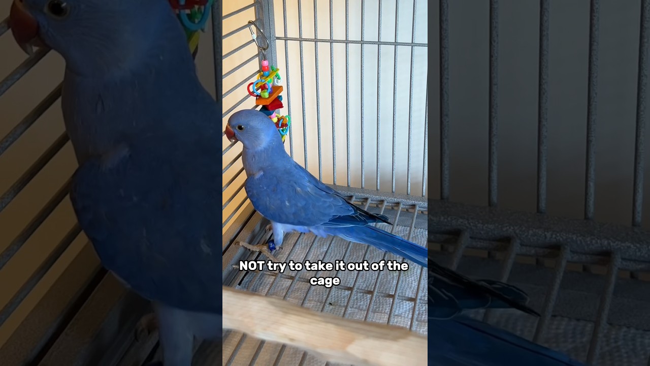 Taming a Shy Indian Ringneck Parakeet 🦜