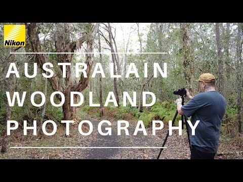 Landscape Photography | Australian woodland.