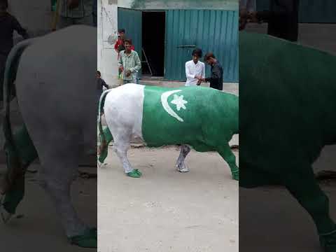 ma Pakistan huo #pakistan #music #song