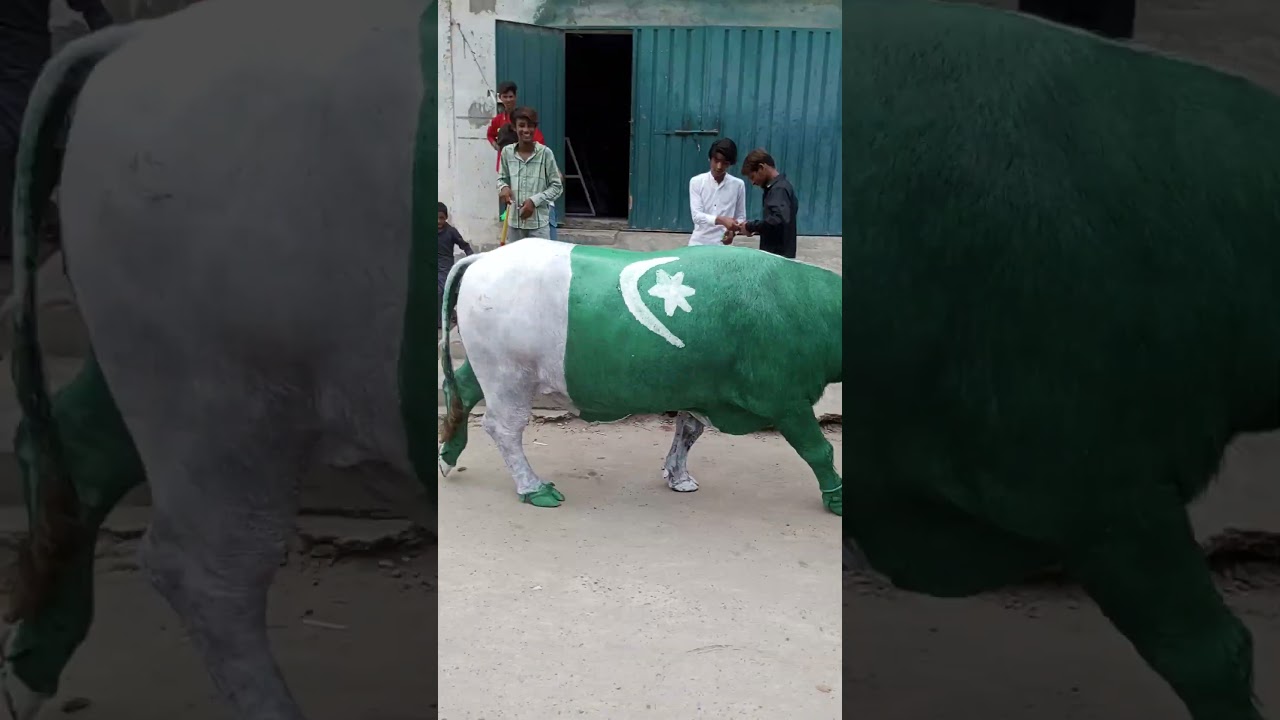 Experience the Soul of Pakistan's Music 🇵🇰