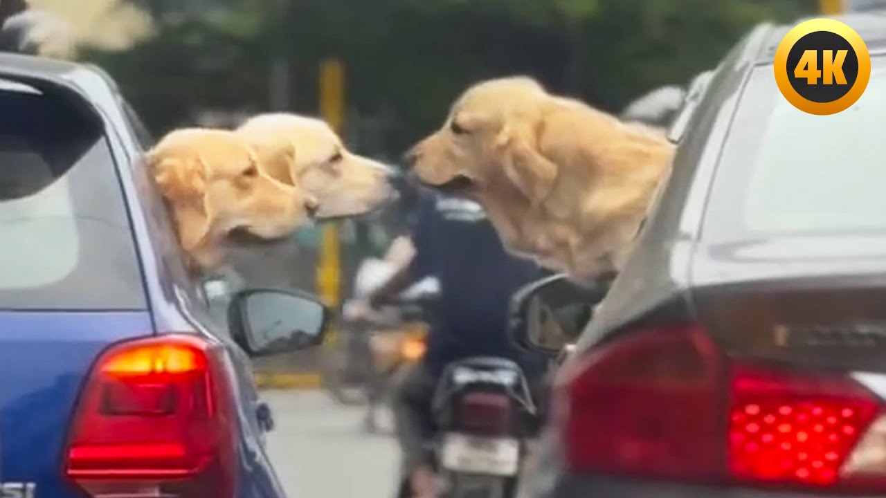 Funniest Pets of 2025 😂 | Top Animal Videos