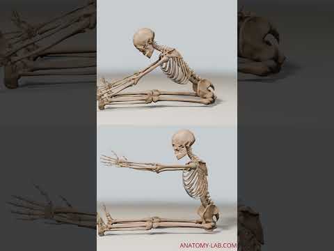 Unlock the Secret to Your Flexibility: Hip Joint Anatomy Explained!