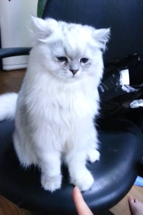 고양이 혼내기 실패하기 🐱