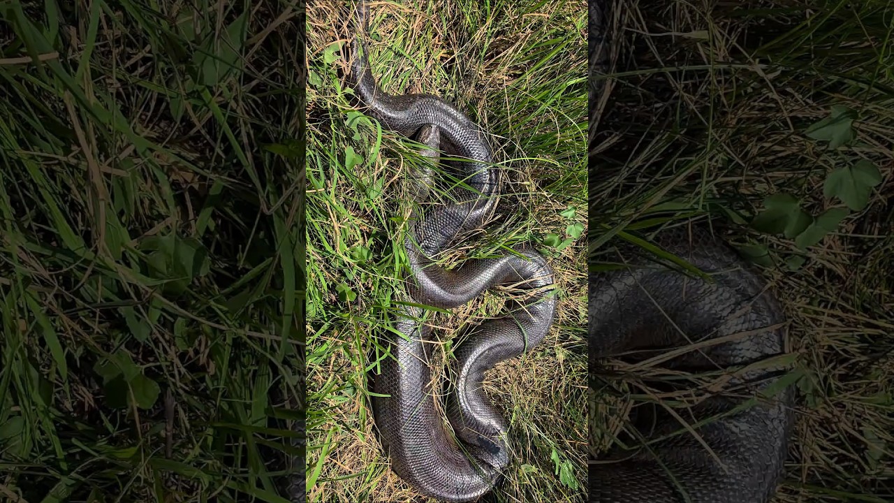 Dia 92: Em Busca da Anaconda de 10M 🐍