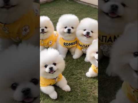 teacup dog breeds / teacup puppies #cute #cuteanimals #puppy #dog #animals #barkingbliss #pomeranian