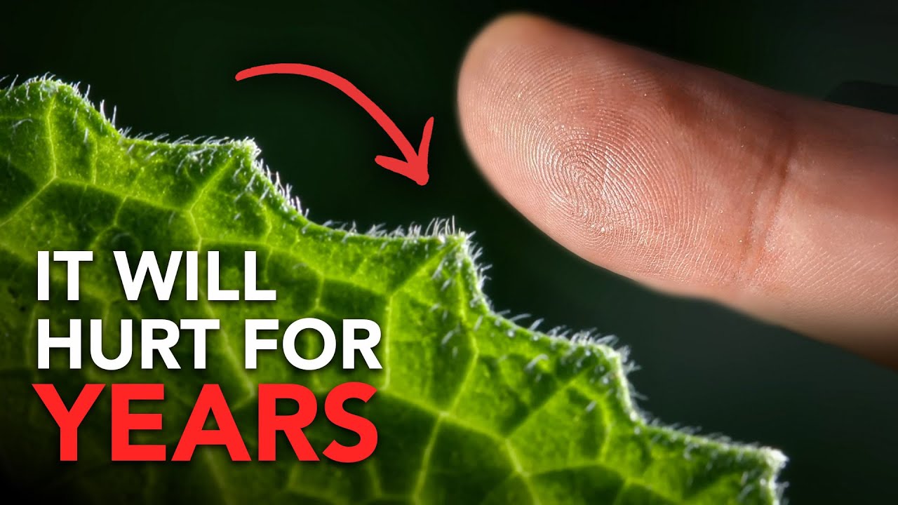 Amazing Animal Facts in 'Strange Creatures' 🐾