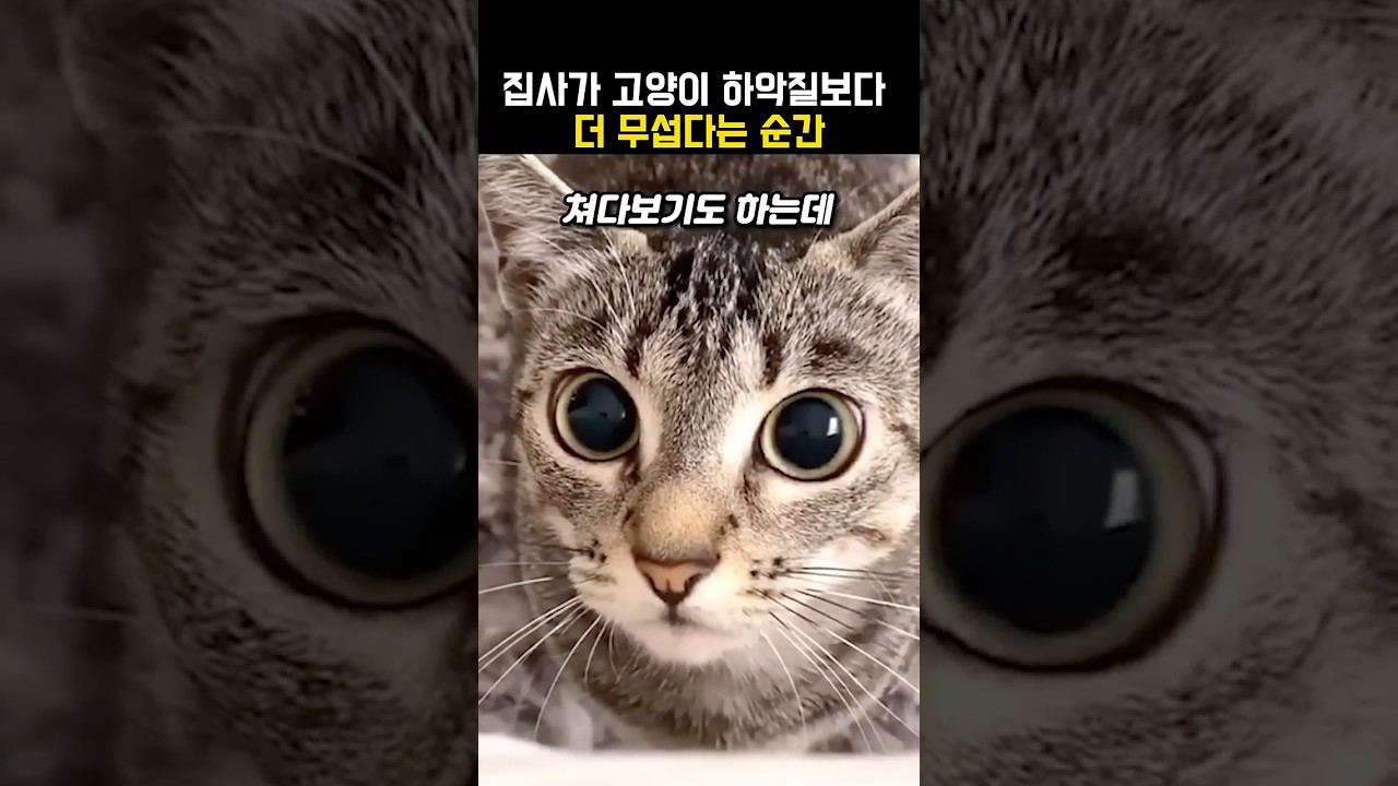 집사가 더 무서워하는 고양이 하악질 😺