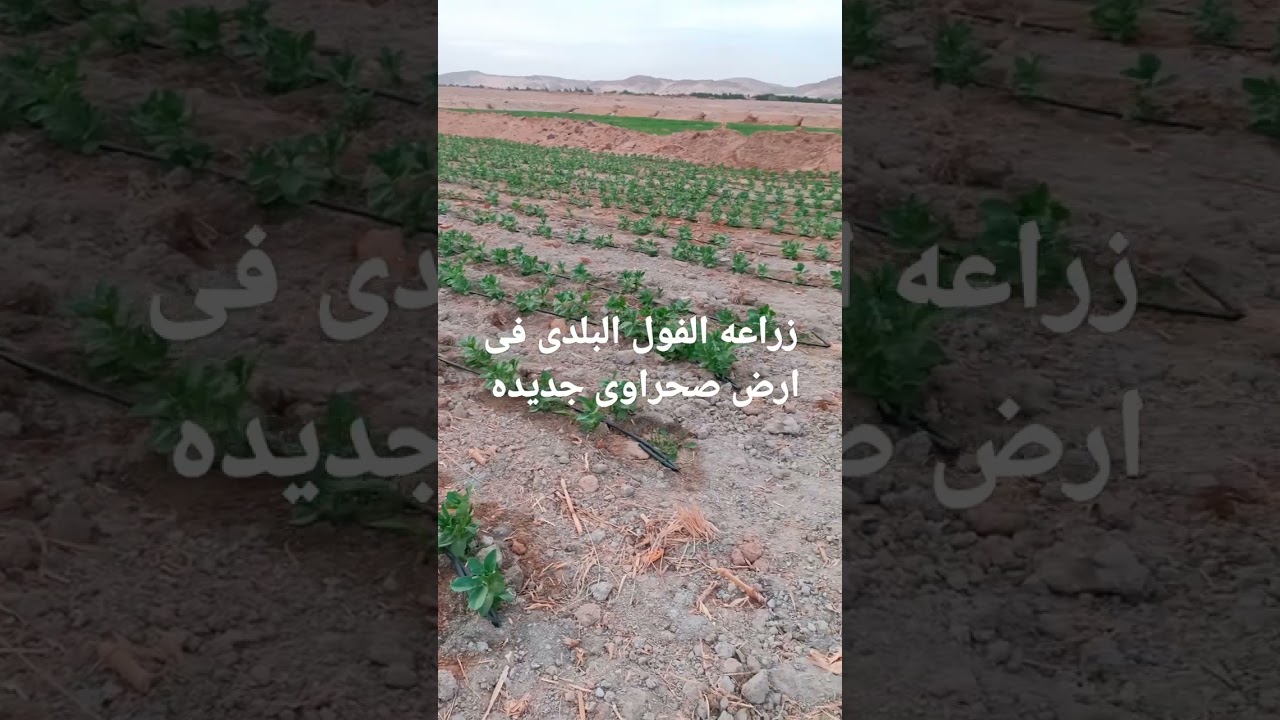 زراعه الفول البلدى