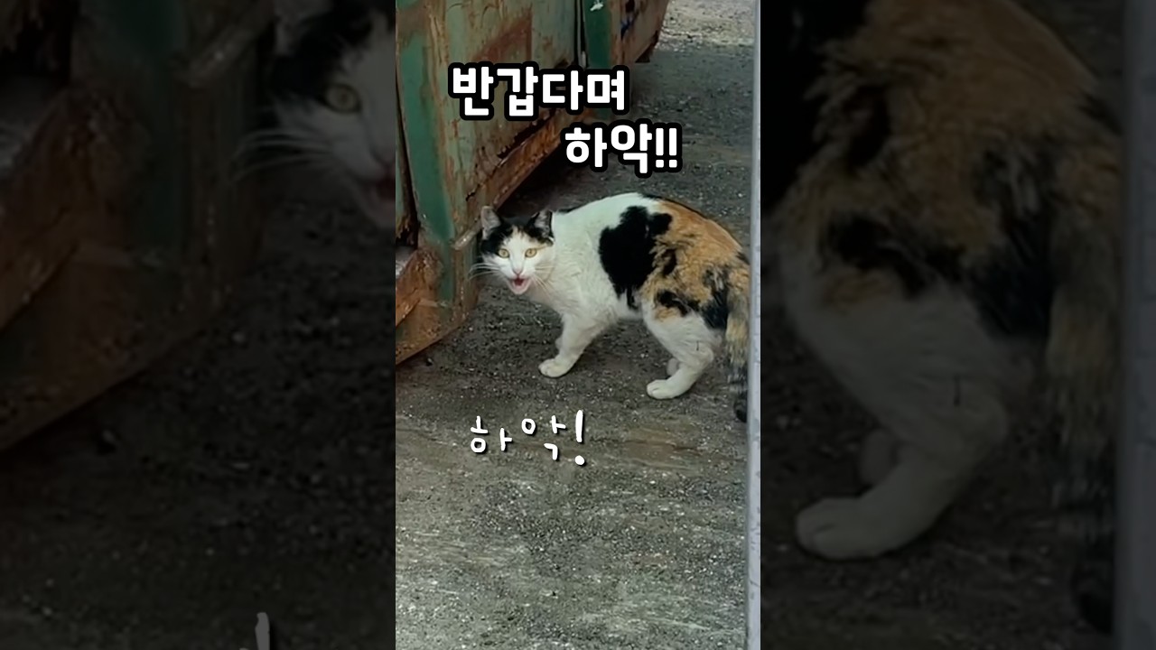 반가운 인사하는 삼색이 고양이 😺
