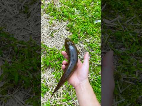 Smoked Fish? #shorts #tiktok #foryou #fyp #food #langlieu