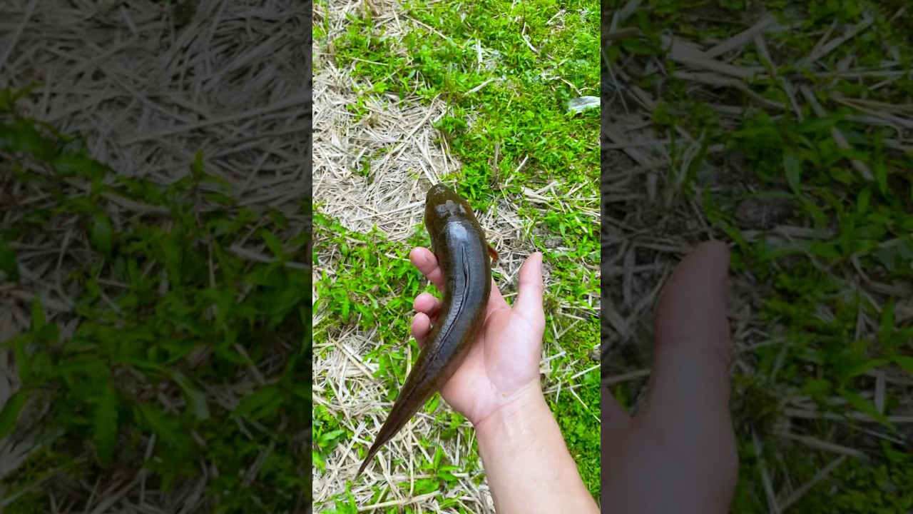 How to Make Smoked Fish at Home π