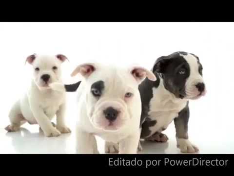 La Cebolla Habibi Remix Ft La Hungara, Haze, Mayel Jimenez, Negro Jari Pro