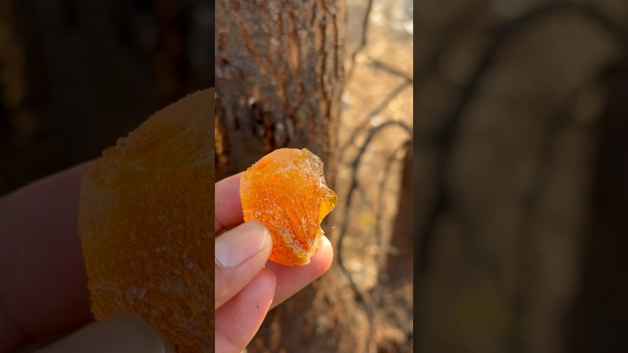 बबुल गोंद (Arabic Tree Gum) के फायदे 🌿
