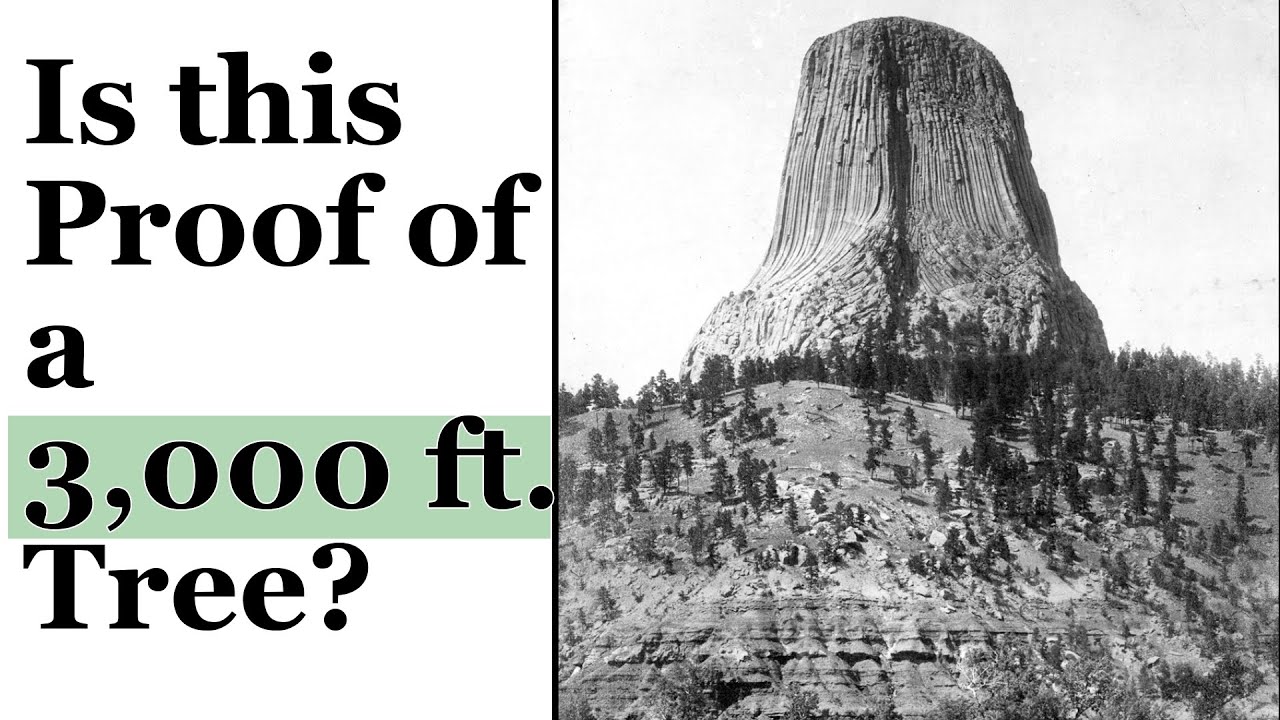 Were Giant Trees 3,000 ft. Tall & Is Devil's Tower a Stump?