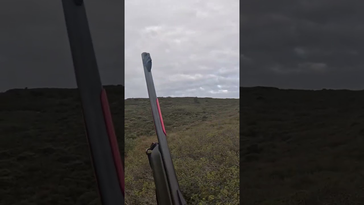 Quand la chasse ne se passe pas comme prévu... 🐗