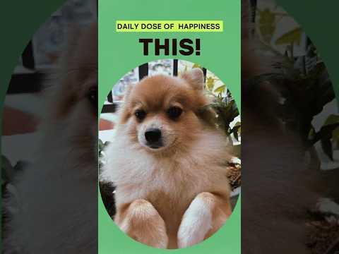 🔥 MUST SEE! Instant #SmileGuaranteed 😄💯 #feelgoodvibes