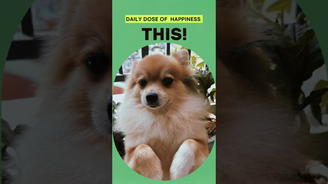 Instant Mood Boost! π Watch & Smile Now β Spread the Happiness! π