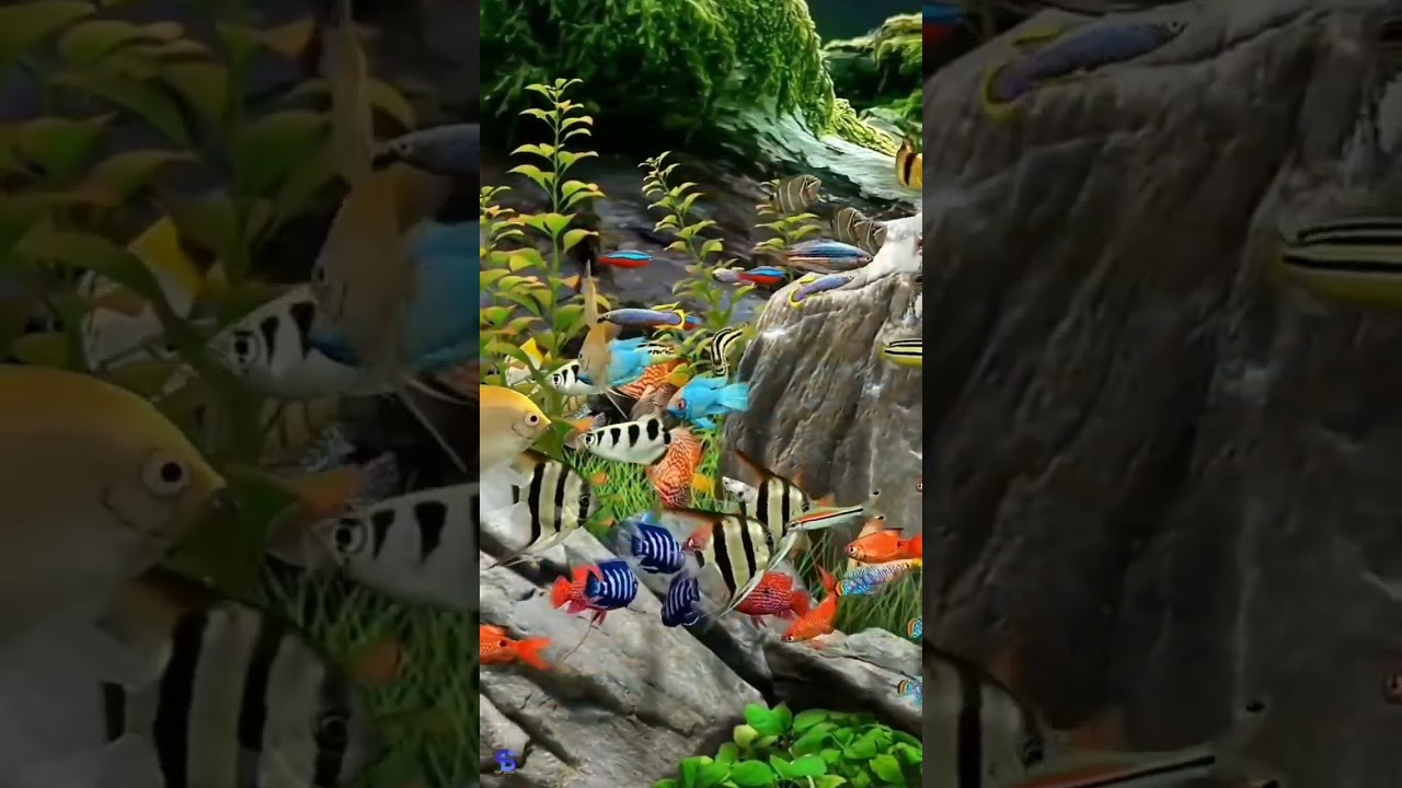 Ikan Laut Warna-warni yang Menakjubkan 🐠