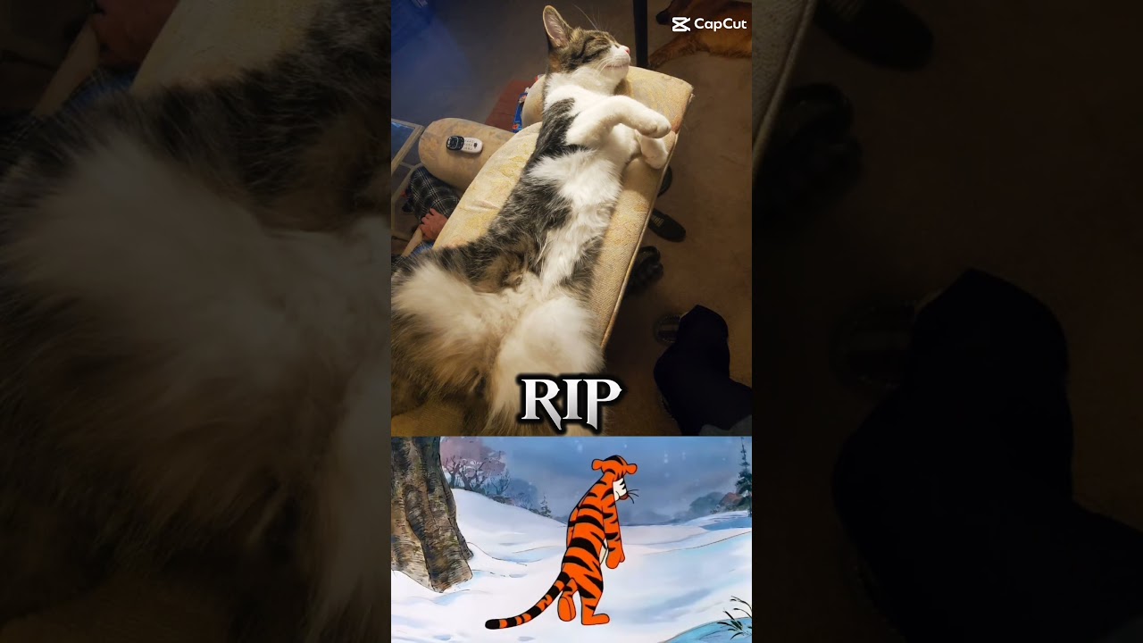 Remembering My Beloved Cat (2022-2024) 🐾