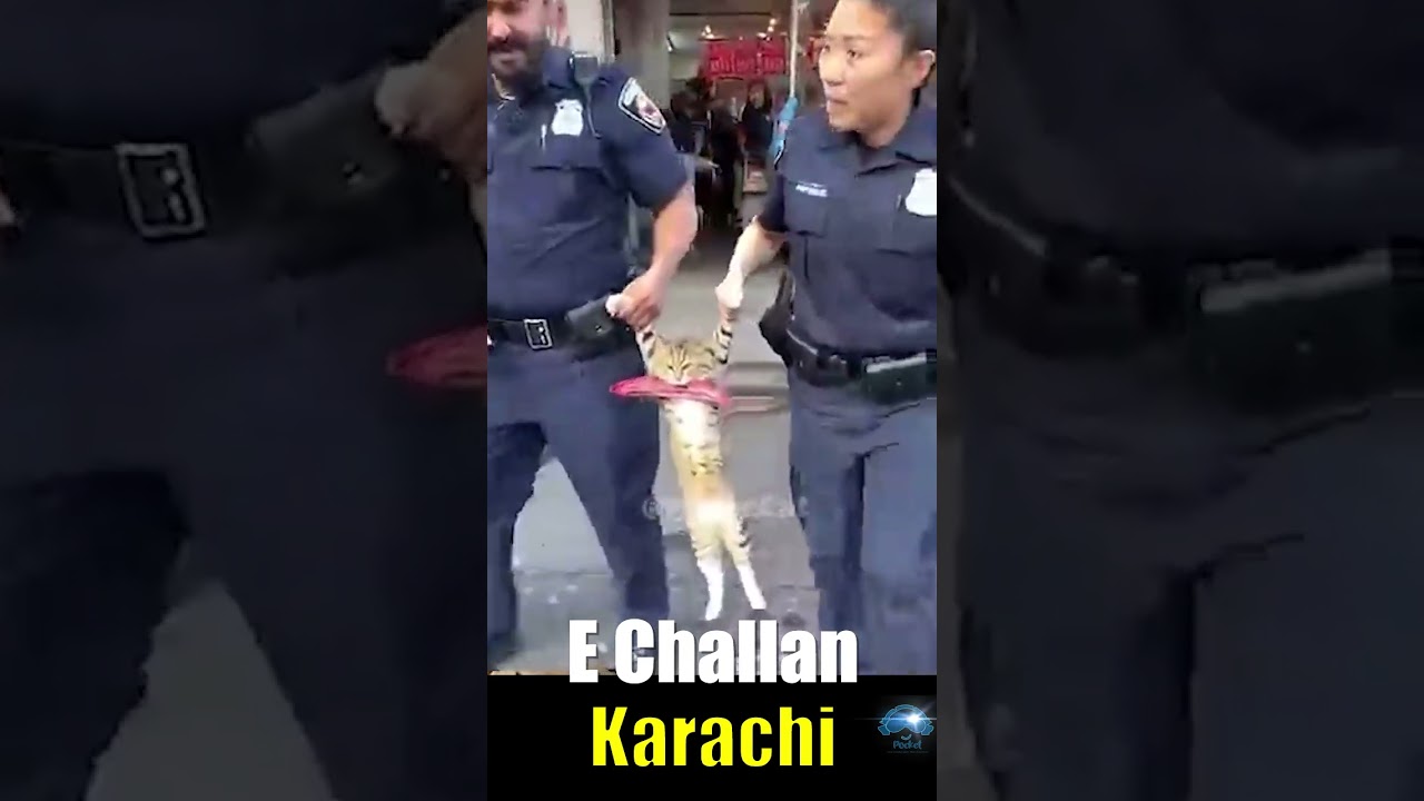 Cat Caught Stealing, Gets E-Challan in Karachi 🐱