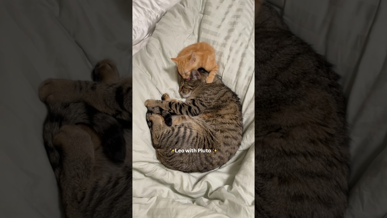 Life's Better with a Furry Friend π₯Ή