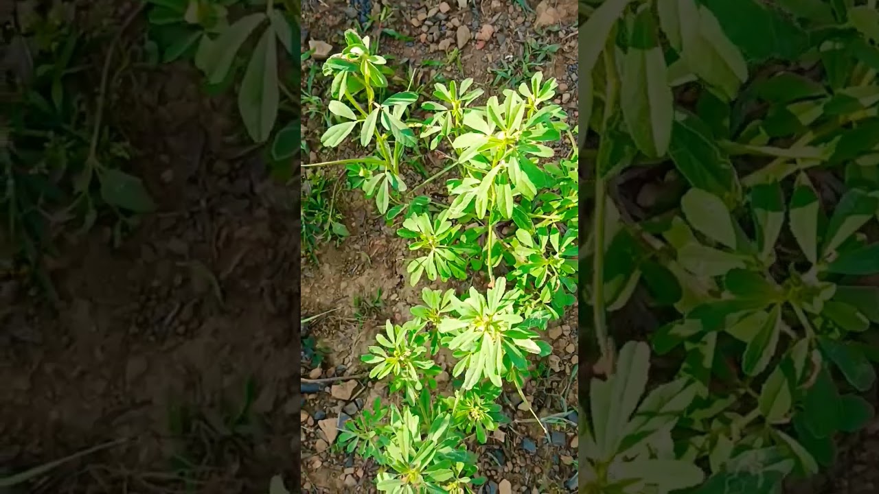 Beautiful Mathe #youtube #viral