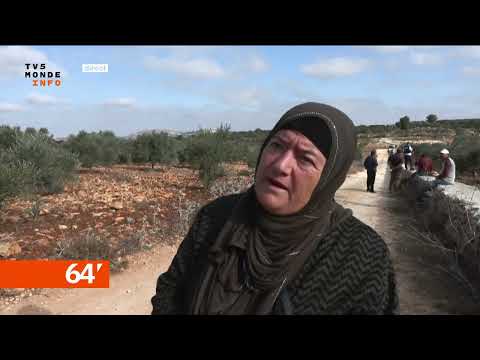 Cisjordanie : les colons attaquent les Palestiniens venus récolter les olives