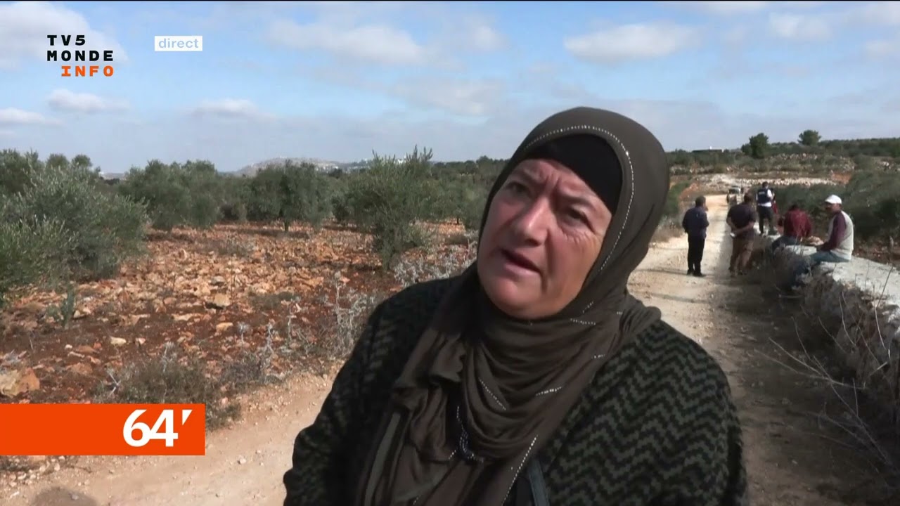 Cisjordanie : Violence accrue des colons contre les Palestiniens lors de la récolte des olives 🌿