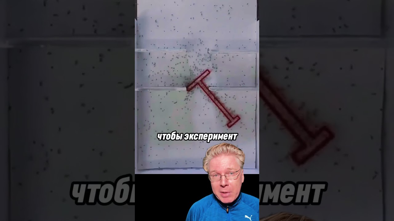 Люди vs муравьи: шокирский эксперимент 🐜