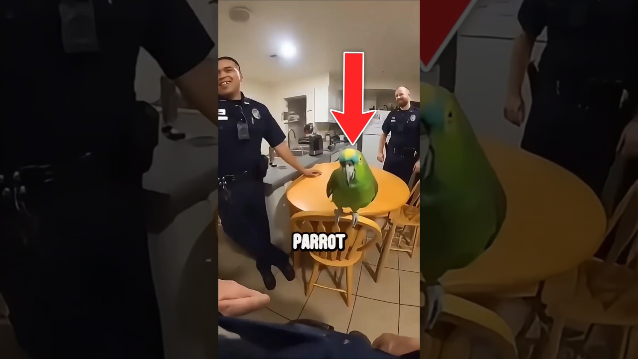 Parrot's Funny Words Make Cops Laugh 😂