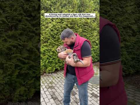 Adopting abandoned tiger cubs #animals #lovestory #wildlife #cute #rescuestory#tiger #wildlife