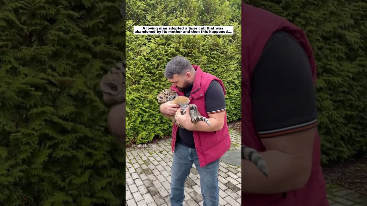 Rescue and Care of Abandoned Tiger Cub