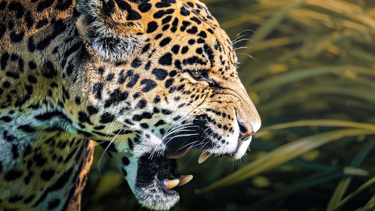 Jaguars: Jungle Kings in 4K 🐆