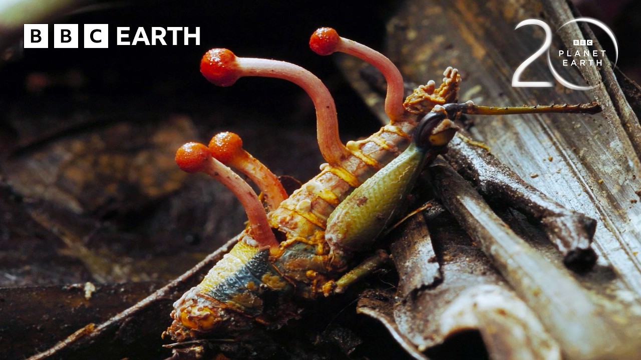 10 First-Ever Animal Behaviors Captured 🐾 | BBC Earth