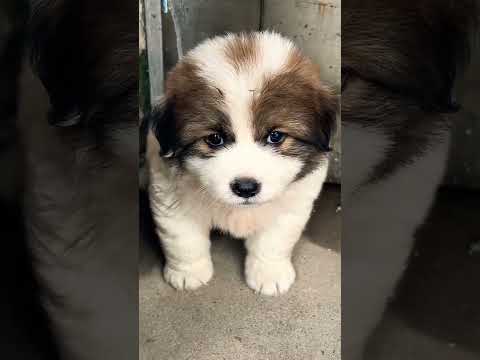 Little cute teacup puppies😍 #cute #toys #baby #cutebaby #cuteanimal #dog #pets #doglover #pomeranian