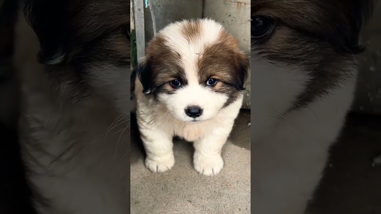 Adorable Teacup Puppies That Will Melt Your Heart 🐶