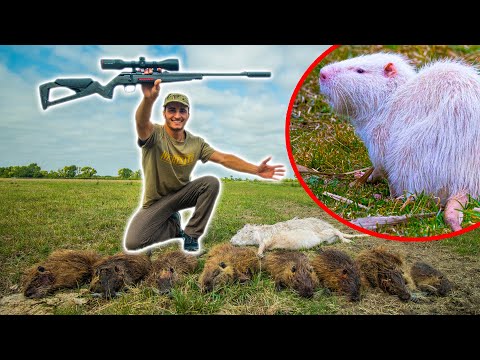 Chasse des Ragondins à la Carabine, je trouve un Ragondin Blanc !