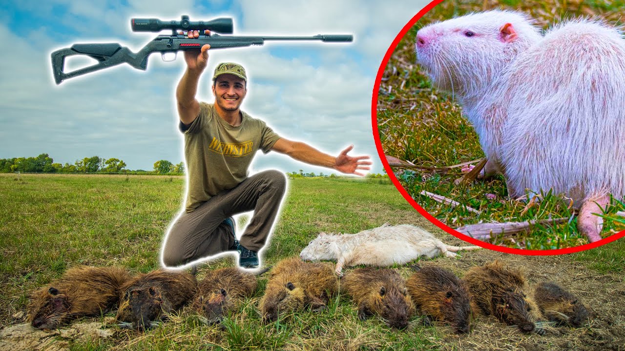 Chasse aux Ragondins à la Carabine : Découverte d’un Ragondin Blanc 🦫