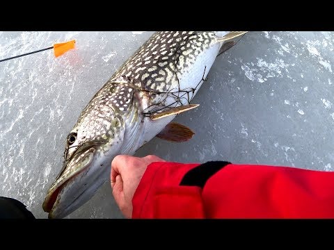 Зимняя рыбалка на жерлицы! Трофейные щуки рвут леску и не лезут в лунку!!! Вот это улов!