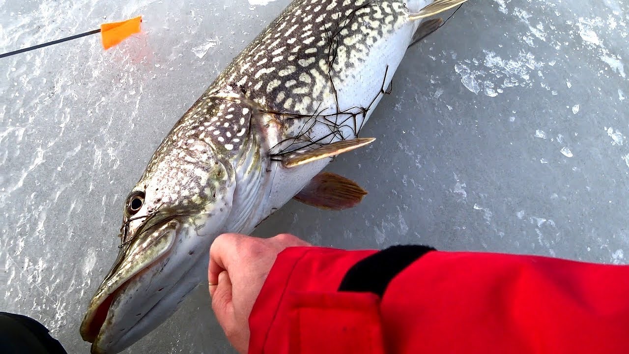 Зимняя рыбалка на жерлицы: Трофейные щуки срывают леску! 🎣