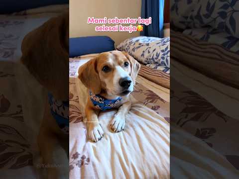 Anabul setia nunggu aku selesai kerja🥺💜 #shorts #anjinglucu