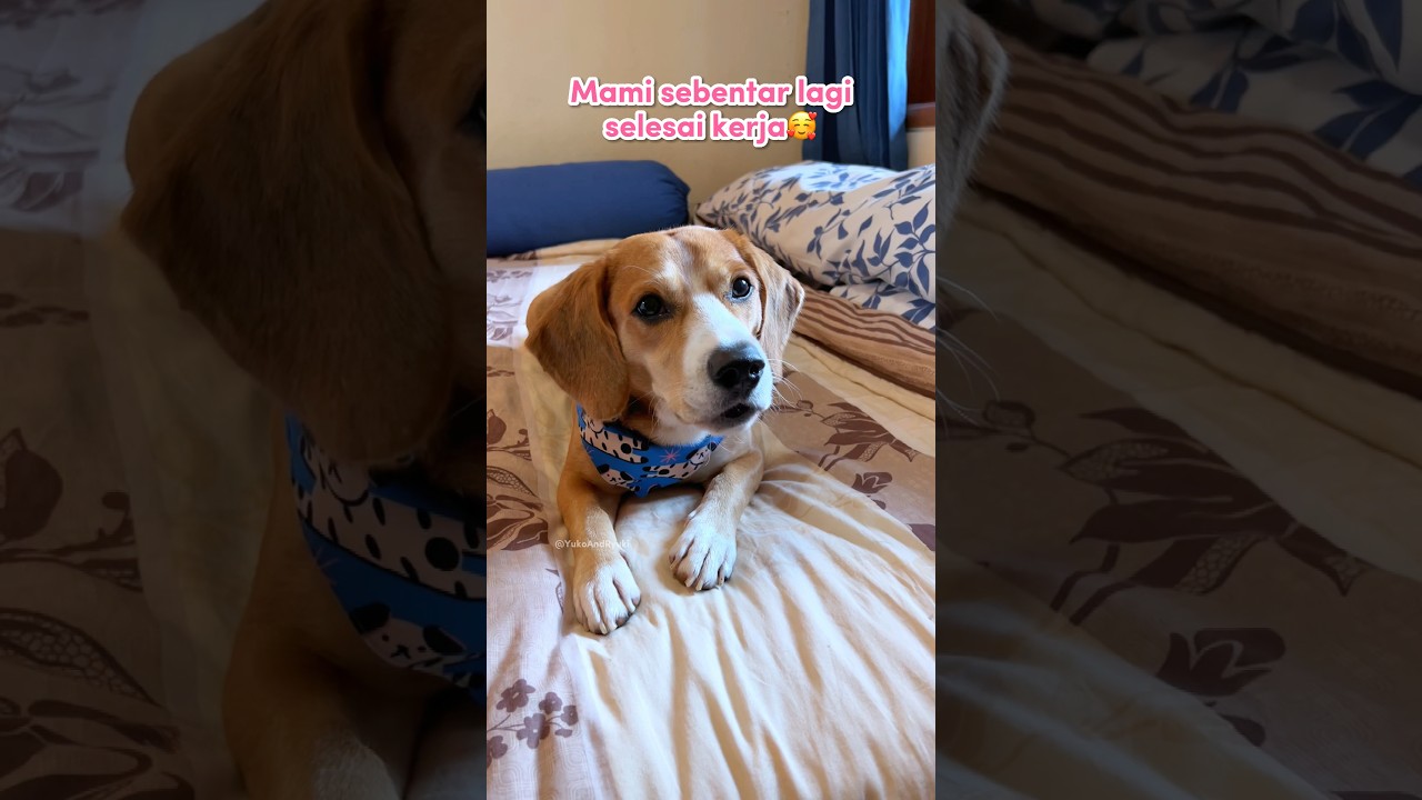 Anabul Setia Menunggu Aku Selesai Kerja 🥺💜