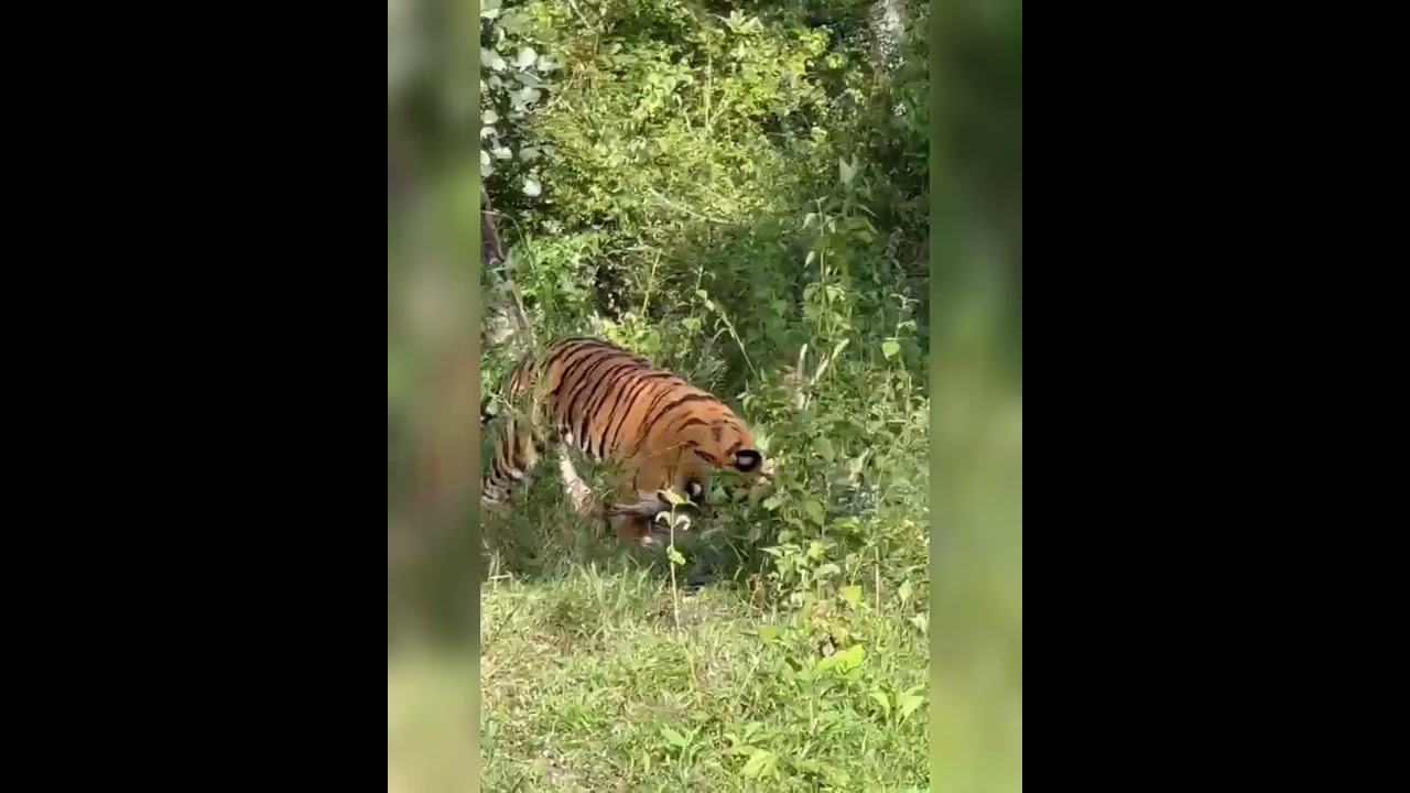 Tiger Hunts Spotted Deer in Nagarhole π